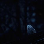 Snowy owl in Central Park by the ballfield